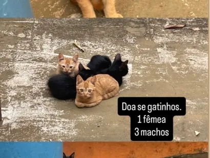 Gato raça SRD-ViraLata idade Abaixo de 2 meses nome Gatinhos 