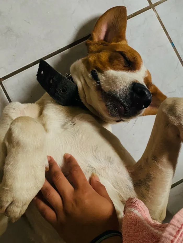 Cachorro raça SRD-ViraLata idade 3 anos nome Aladus