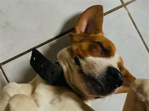 Cachorro raça SRD-ViraLata idade 3 anos nome Aladus