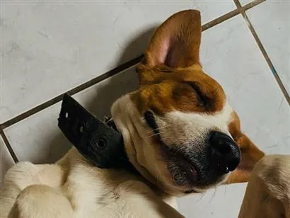 Cachorro raça SRD-ViraLata idade 3 anos nome Aladus