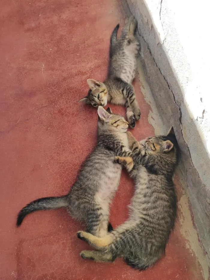 Gato raça SRD-ViraLata idade 1 ano nome Branquinha