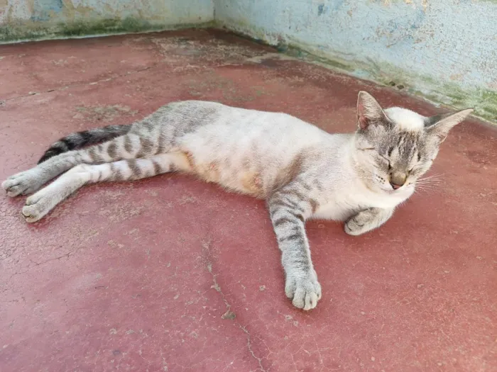 Gato raça SRD-ViraLata idade 1 ano nome Branquinha