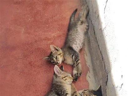 Gato raça SRD-ViraLata idade 1 ano nome Branquinha