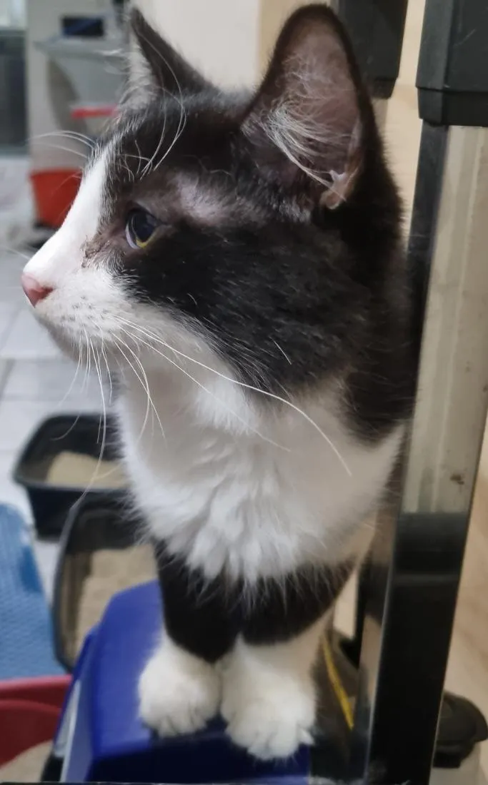 Gato raça SRD-ViraLata idade 2 a 6 meses nome Frajola