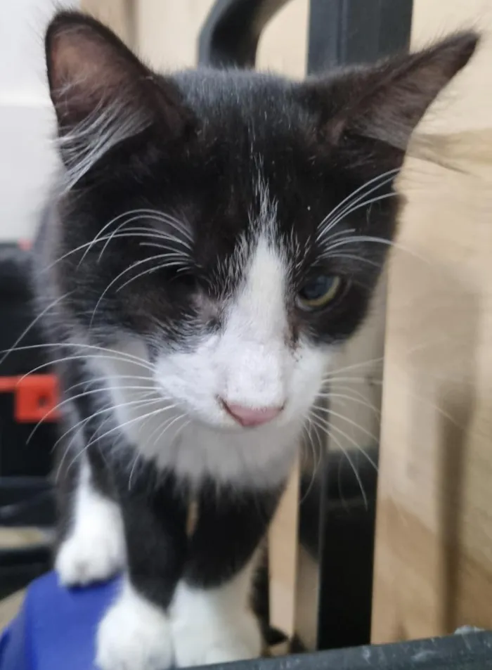 Gato raça SRD-ViraLata idade 2 a 6 meses nome Frajola