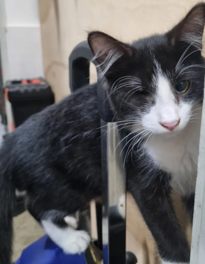 Gato raça SRD-ViraLata idade 2 a 6 meses nome Frajola