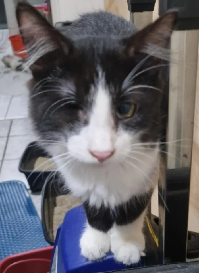 Gato raça SRD-ViraLata idade 2 a 6 meses nome Frajola