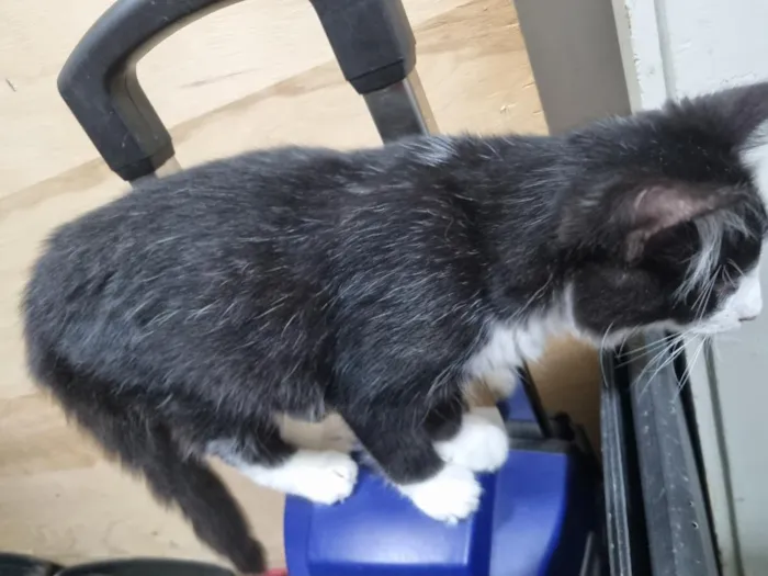 Gato raça SRD-ViraLata idade 2 a 6 meses nome Frajola