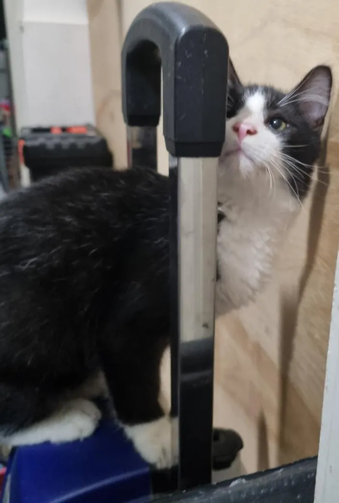 Gato raça SRD-ViraLata idade 2 a 6 meses nome Frajola