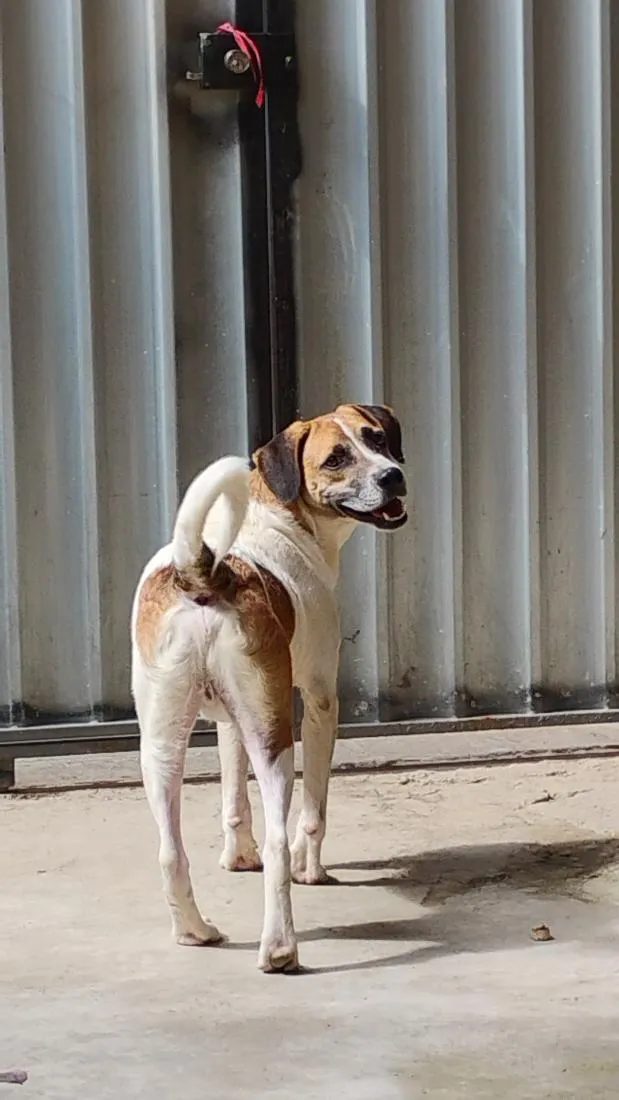 Cachorro raça Labrador idade 1 ano nome Valentim