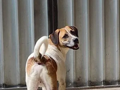 Cachorro raça Labrador idade 1 ano nome Valentim