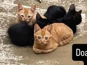 Gato raça SRD-ViraLata idade Abaixo de 2 meses nome Gatinhos 