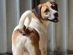 Cachorro raça Labrador idade 1 ano nome Valentim