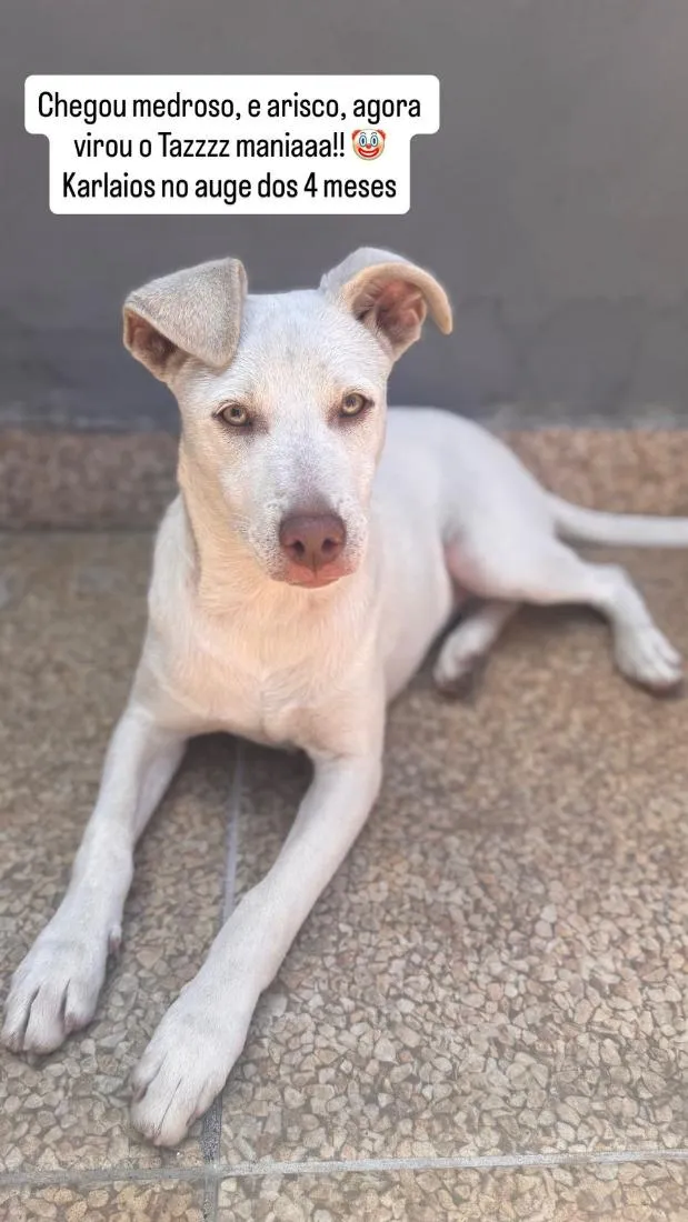 Cachorro raça SRD-ViraLata idade 2 a 6 meses nome Karlaios