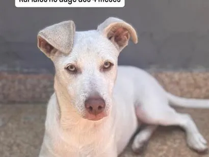 Cachorro raça SRD-ViraLata idade 2 a 6 meses nome Karlaios