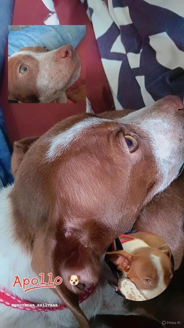 Cachorro raça SRD-ViraLata idade 2 a 6 meses nome Apollo
