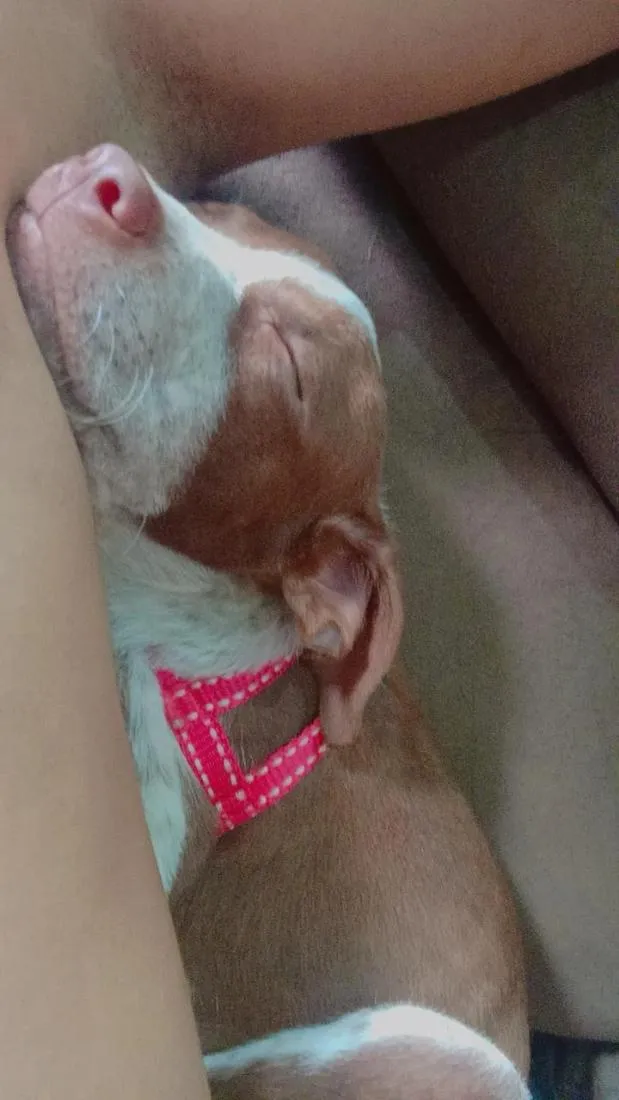 Cachorro raça SRD-ViraLata idade 2 a 6 meses nome Apollo