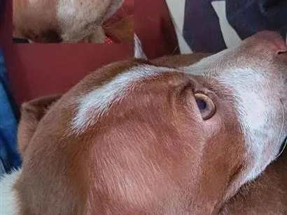 Cachorro raça SRD-ViraLata idade 2 a 6 meses nome Apollo