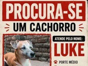 Cachorro raça SRD-ViraLata idade 3 anos nome Luke