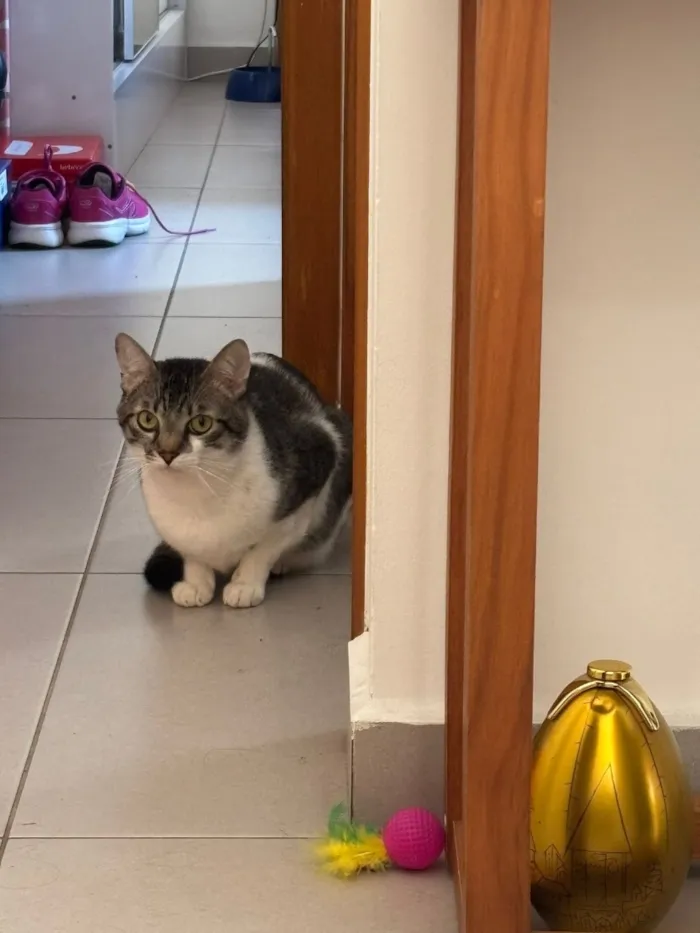 Gato raça SRD-ViraLata idade 3 anos nome Billy