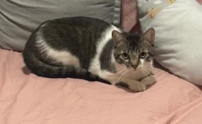 Gato raça SRD-ViraLata idade 3 anos nome Billy