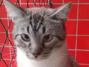 Gato raça SRD-ViraLata idade 2 anos nome Vesguinho