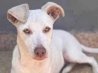 Cachorro raça SRD-ViraLata idade 2 a 6 meses nome Karlaios