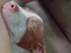 Cachorro raça SRD-ViraLata idade 2 a 6 meses nome Apollo