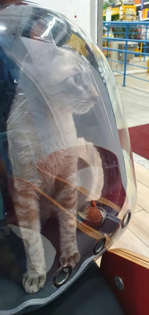 Gato raça SRD-ViraLata idade 2 a 6 meses nome Sem nome 