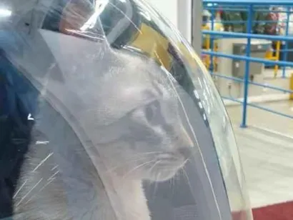 Gato raça SRD-ViraLata idade 2 a 6 meses nome Sem nome 