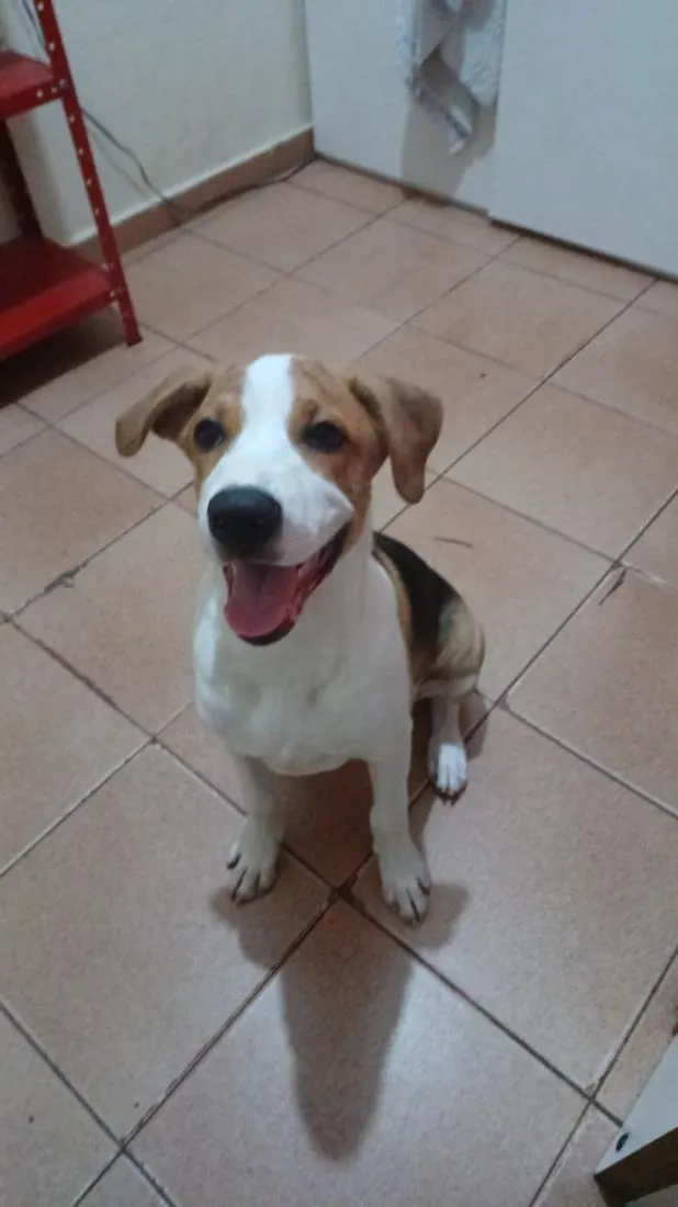 Cachorro raça SRD-ViraLata idade 2 anos nome Tobias