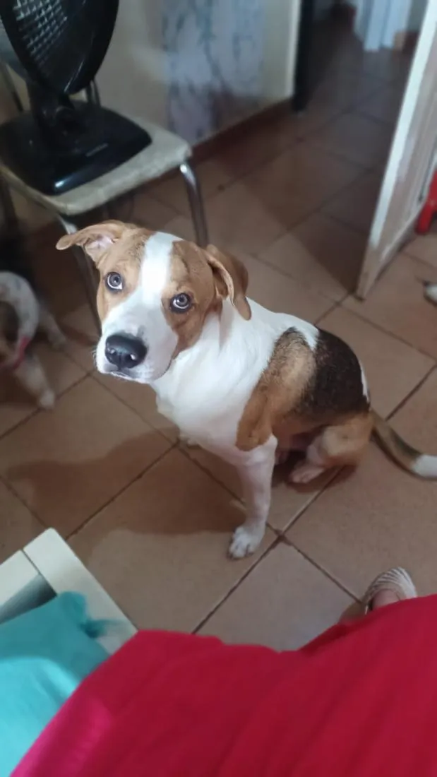 Cachorro raça SRD-ViraLata idade 2 anos nome Tobias
