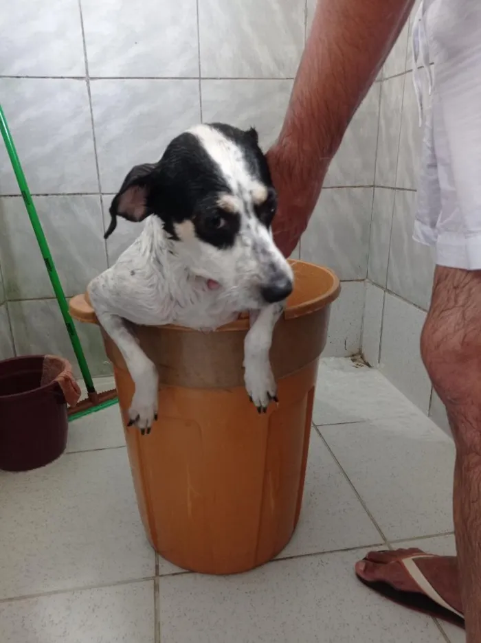Cachorro raça SRD-ViraLata idade 2 anos nome Luna