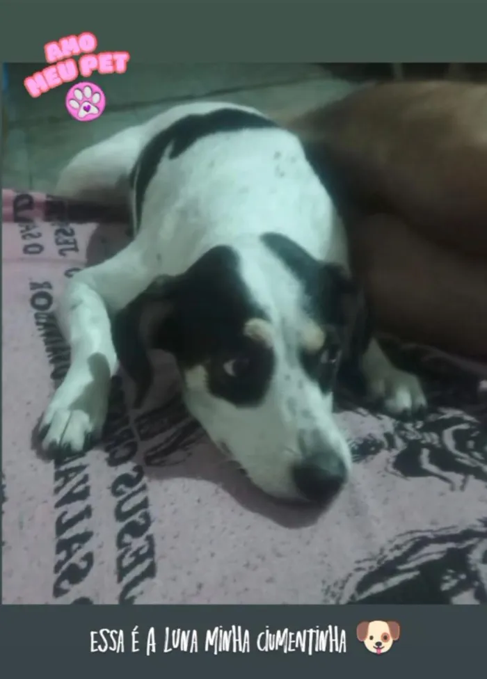Cachorro raça SRD-ViraLata idade 2 anos nome Luna