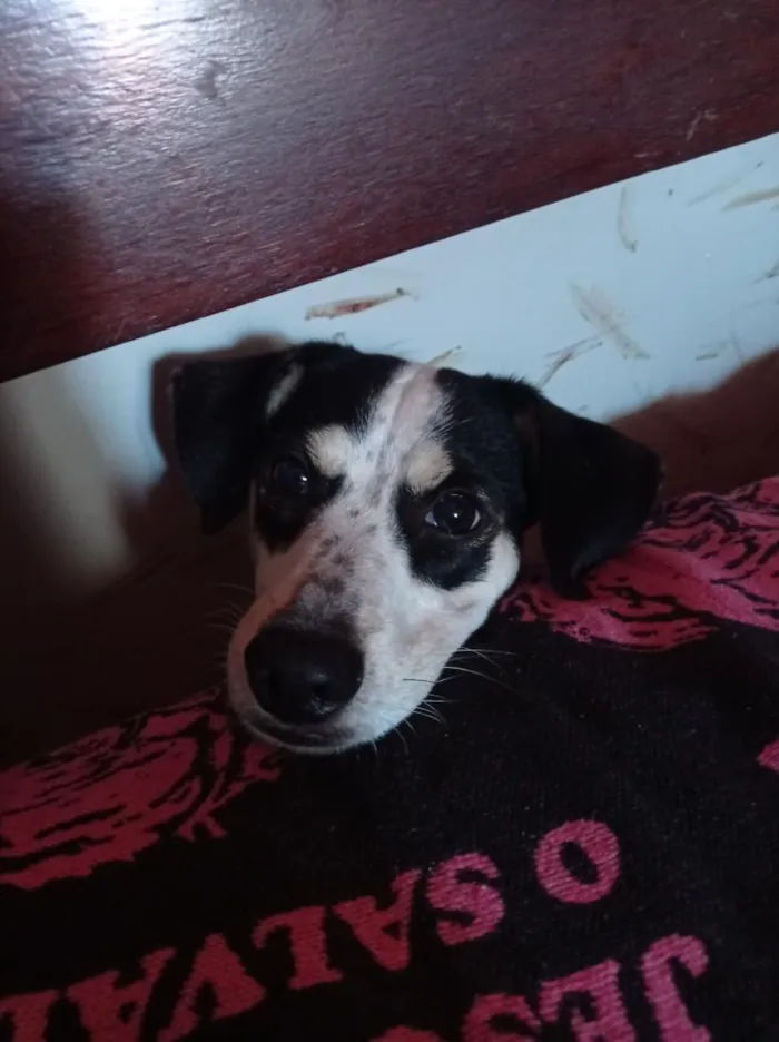 Cachorro raça SRD-ViraLata idade 2 anos nome Luna