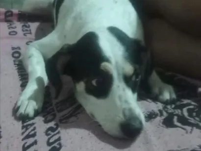 Cachorro raça SRD-ViraLata idade 2 anos nome Luna