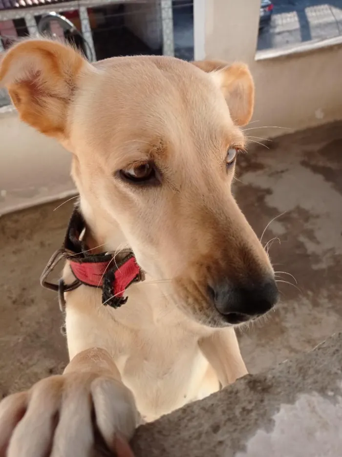 Cachorro raça SRD-ViraLata idade 5 anos nome Zayra