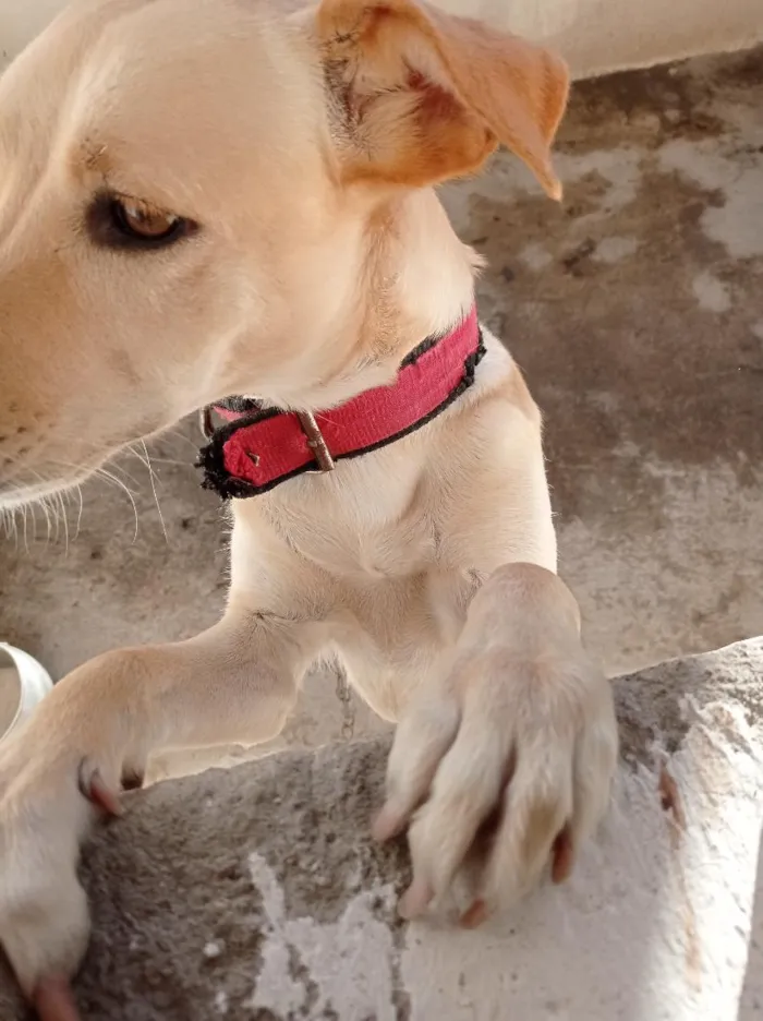 Cachorro raça SRD-ViraLata idade 5 anos nome Zayra