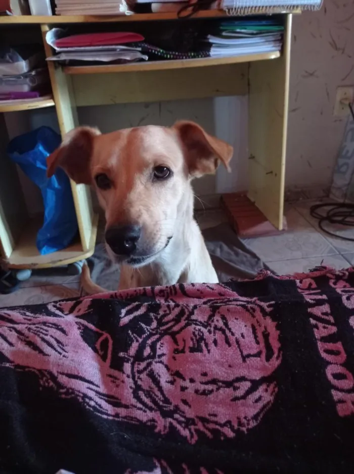 Cachorro raça SRD-ViraLata idade 5 anos nome Zayra