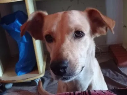 Cachorro raça SRD-ViraLata idade 5 anos nome Zayra