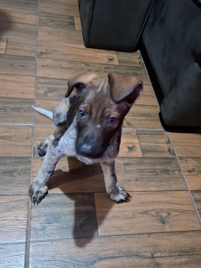 Cachorro raça SRD-ViraLata idade 2 a 6 meses nome nubis 