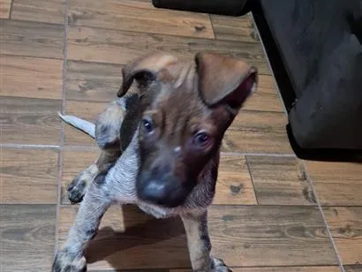 Cachorro raça SRD-ViraLata idade 2 a 6 meses nome nubis 