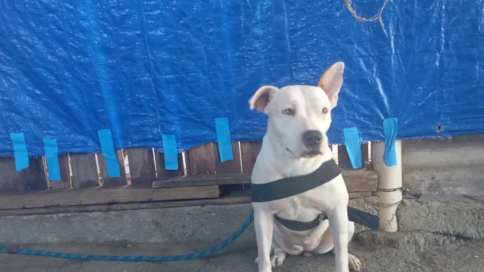 Cachorro raça Pit-Bull idade 1 ano nome Mana