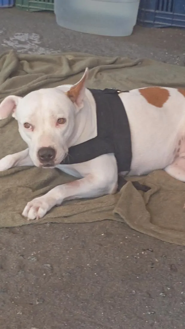 Cachorro raça Pit-Bull idade 1 ano nome Mana