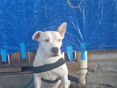 Cachorro raça Pit-Bull idade 1 ano nome Mana