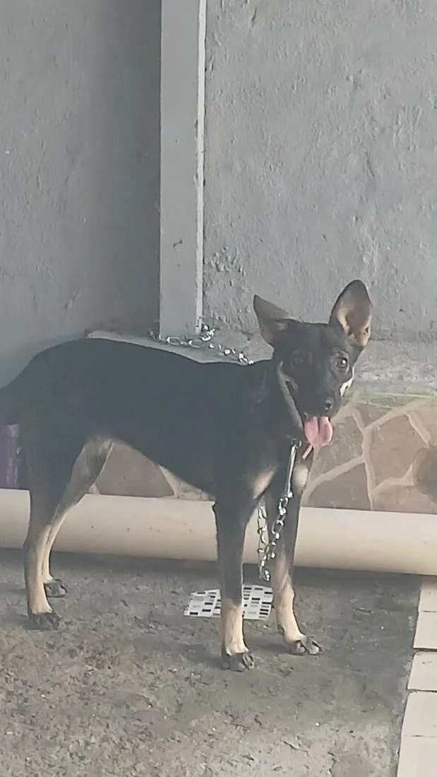 Cachorro raça SRD-ViraLata idade 1 ano nome Lua 