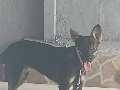 Cachorro raça SRD-ViraLata idade 1 ano nome Lua 