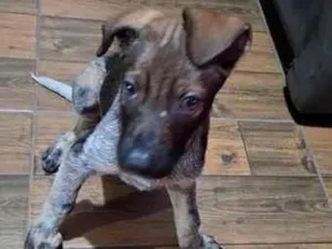 Cachorro raça SRD-ViraLata idade 2 a 6 meses nome nubis 