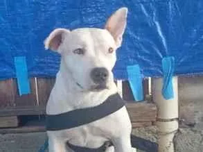 Cachorro raça Pit-Bull idade 1 ano nome Mana