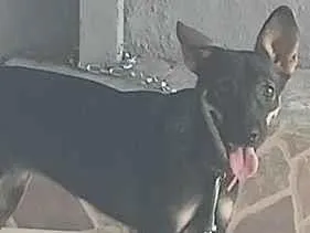 Cachorro raça SRD-ViraLata idade 1 ano nome Lua 
